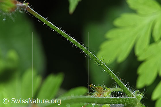 Photo: Geranium robertianum. Stem.