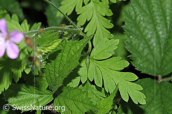 Photo: Geranium robertianum. Leaves.