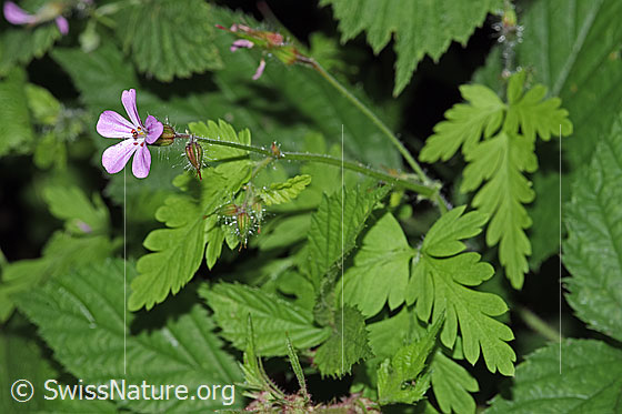 Photo: Geranium robertianum. Whole plant (habiti).