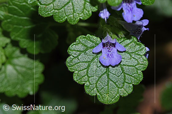Gemeine Gundelrebe (Glechoma hederacea)