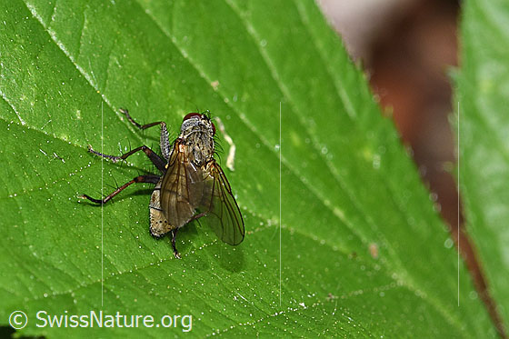 Foto: Kleine Raubhausfliege (Coenosia tigrina). Länge 5 - 7mm. Weibchen. Ansicht von hinten.