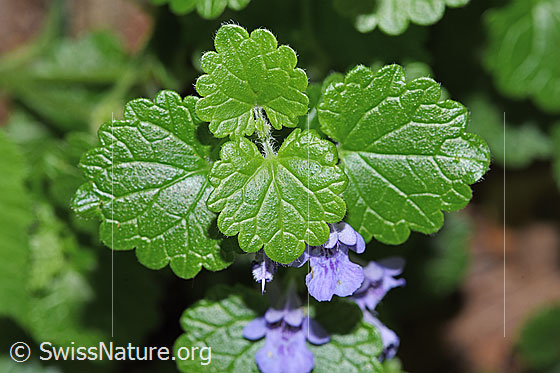 Foto: Gemeine Gundelrebe (Glechoma hederacea): Blätter.