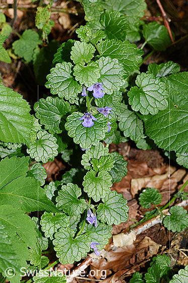 Foto: Gemeine Gundelrebe (Glechoma hederacea). Ganze Pflanze (Habitus).