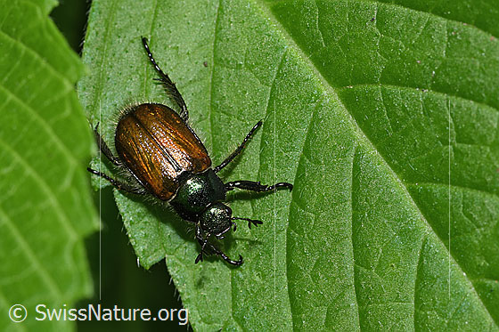 Foto: Gartenlaubkäfer (Phyllopertha horticola). Ansicht von oben.