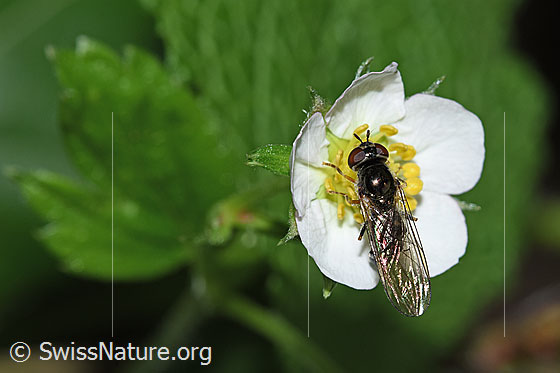 Photo: Probably Platycheirus albimanus on Fragaria vesca. Length 8 -10mm. Female. View from above.