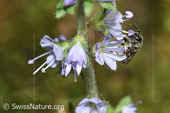 Foto: Wahrscheinlich Dunkelgrüne Schmalbiene (Lasioglossum morio) auf Gebräuchlichem Ehrenpreis (Veronica officinalis). Länge 6 - 7mm. Weibchen. Ansicht von der Seite. Wird auch Dunkelgrüne Gold-Schmalbiene genannt.