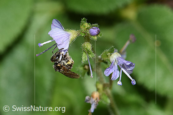 Foto: Wahrscheinlich Dunkelgrüne Schmalbiene (Lasioglossum morio) auf Gebräuchlichem Ehrenpreis (Veronica officinalis). Länge 6 - 7mm. Weibchen. Ansicht von schräg oben.