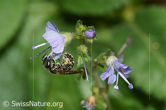 Dunkelgrüne Schmalbiene (Lasioglossum morio) auf Gebräuchlichem Ehrenpreis (Veronica officinalis)