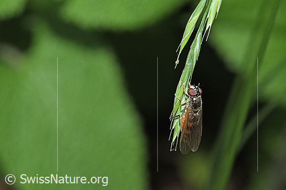 Foto: Matte Schwarzkopfschwebfliege (Melanostoma scalare). Länge 8 - 10mm. Weibchen. Ansicht von schräg oben.
