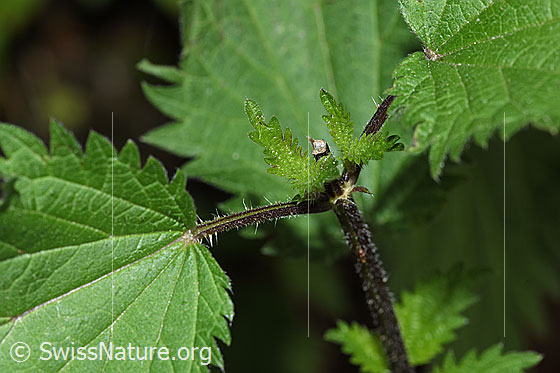 Foto: Grosse Brennnessel (Urtica diocia). Stängel und Blätter.