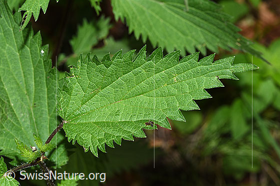 Foto: Grosse Brennnessel (Urtica diocia). Blätter.