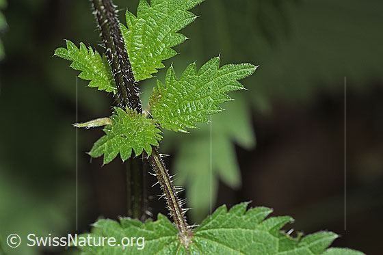 Foto: Grosse Brennnessel (Urtica diocia). Stängel und Blätter.