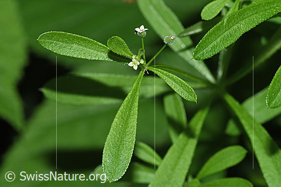 Kletten-Labkraut (Galium aparine)