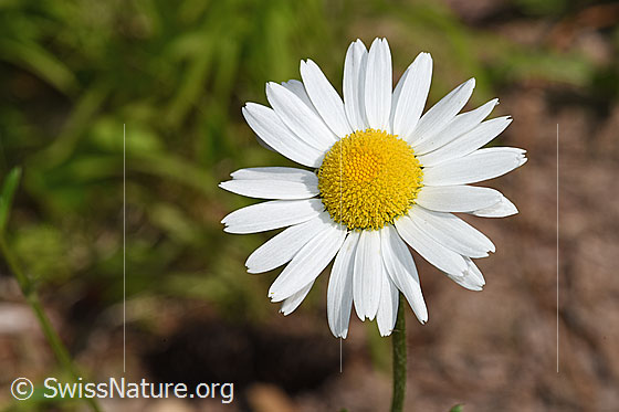 Photo: Leucanthemum vulgare. Blossom.