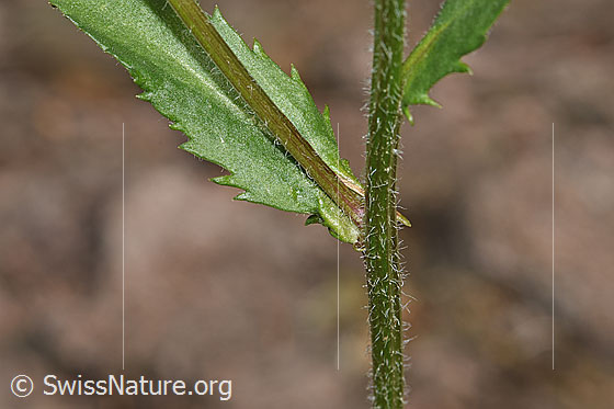 Photo: Leucanthemum vulgare. Stem and stem leaf.