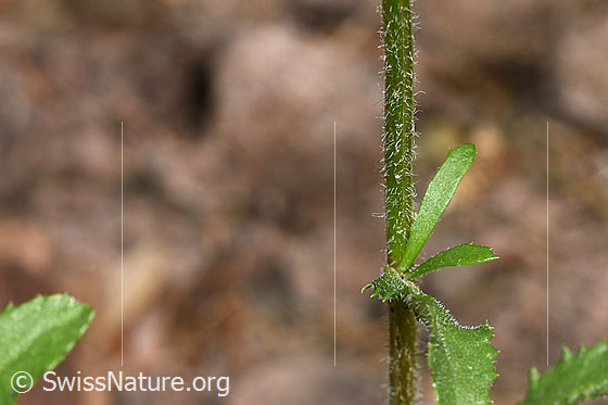 Photo: Leucanthemum vulgare. Stem and bracts.