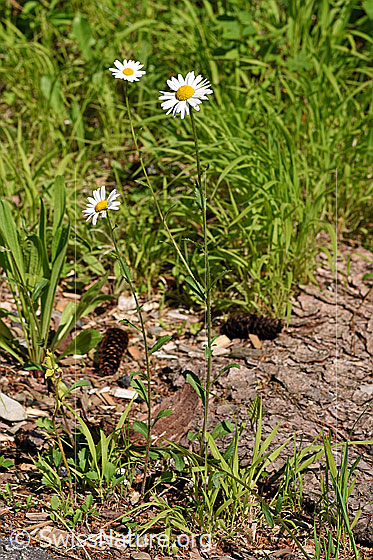 Photo: Leucanthemum vulgare. Whole plant (habiti).