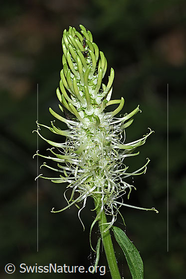 Ährige Rapunzel (Phyteuma spicatum)