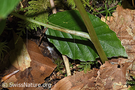 Photo: Phyteuma spicatum. Stem.