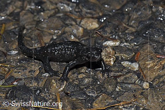 Photo: Salamandra atra. View from side front.