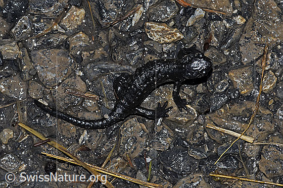 Photo: Salamandra atra. View from above.