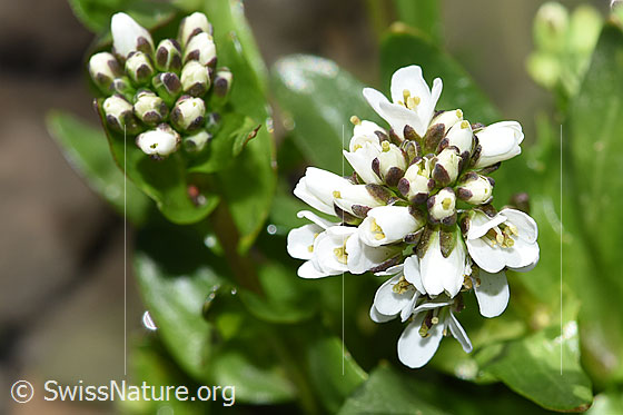 Photo: Arabis subcoriacea. Blossoms.