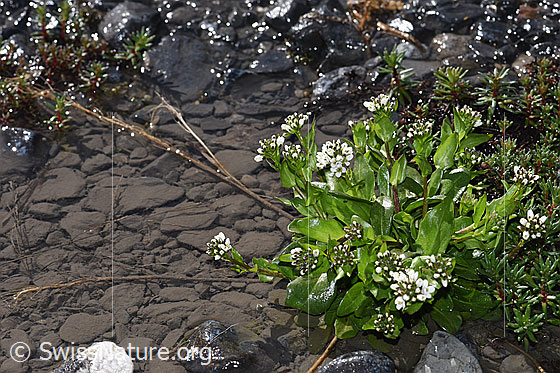 Photo: Arabis subcoriacea. Whole plant (habiti).
