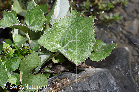 Photo: Tussilago farfara. Leaves.