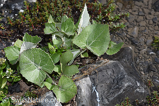 Photo: Tussilago farfara. Leaves.
