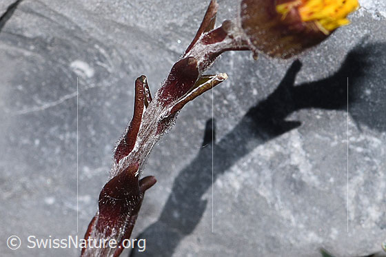 Photo: Tussilago farfara. Stem.