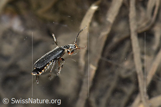 Foto: Wahrscheinlich Cantharis pagana (Weichkäfer). Länge 6 - 8.5 mm. Ansicht von der Seite.