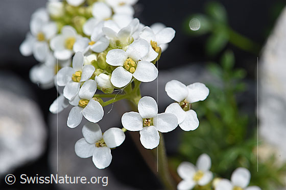 Photo: Pritzelago alpina. Blossoms.