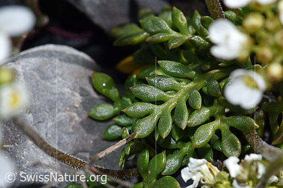 Photo: Pritzelago alpina. Leaves.