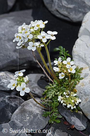Photo: Pritzelago alpina. Whole plant (habiti).