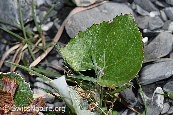 Photo: Petasites paradoxus. Leaf and leaf stalk.