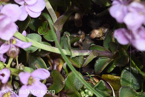 Foto: Kriechendes Täschelkraut (Thlaspi rotundifolium)