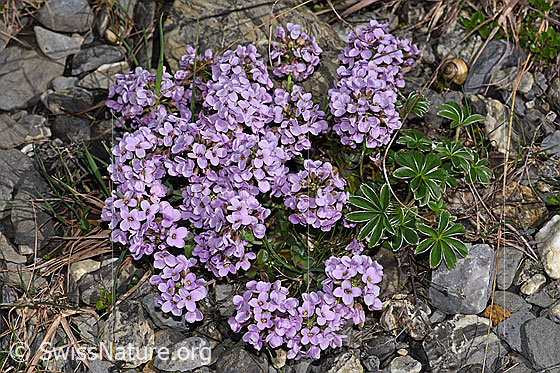 Foto: Kriechendes Täschelkraut (Thlaspi rotundifolium)