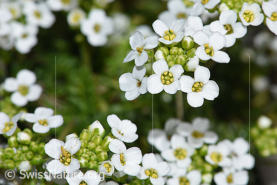 Photo: Pritzelago alpina. Blossoms.