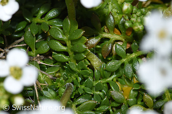 Photo: Pritzelago alpina. Leaves.