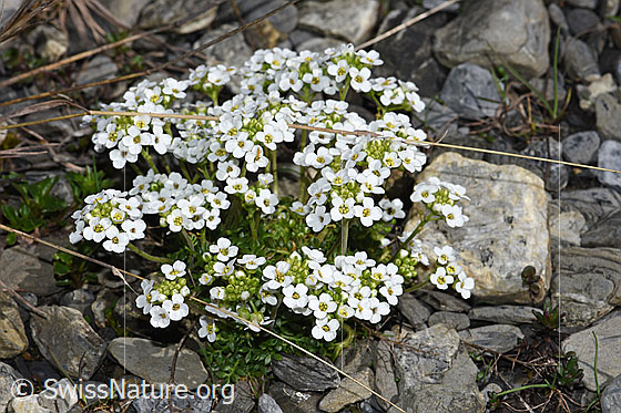 Photo: Pritzelago alpina. Whole plant (habiti).