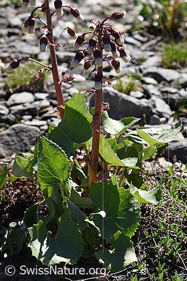 Foto: Alpen-Pestwurz (Petasites paradoxus). Ganze Pflanze (Habitus). Ansicht von der Seite.