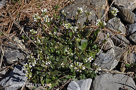 Foto: Alpen-Gänsekresse (Arabis alpina). Ganze Pflanze (Habitus).