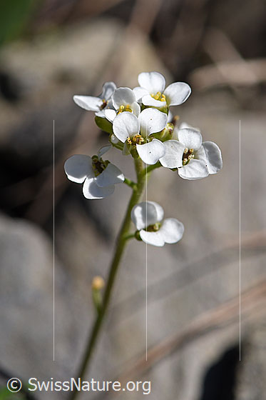 Photo: Pritzelago alpina. Inflorescence.