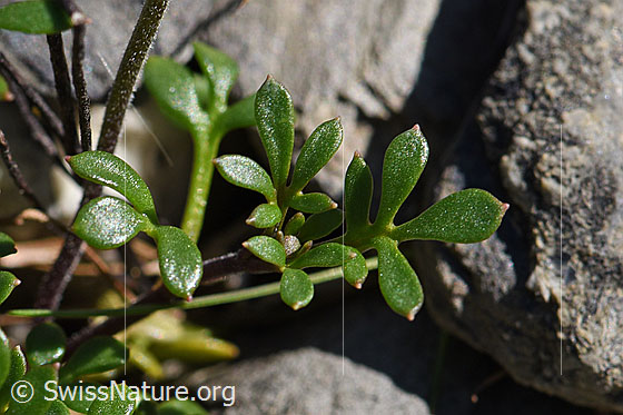 Photo: Pritzelago alpina. Leaves.