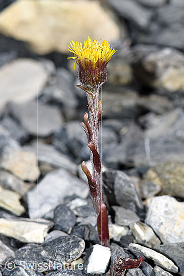Foto: Huflattich (Tussilago farfara). Ganze Pflanze (Habitus).