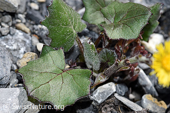 Photo: Tussilago farfara. Leaves and stem.