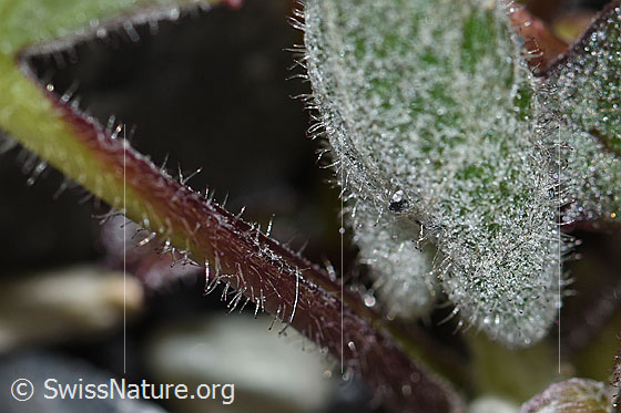 Photo: Tussilago farfara. Stem and leaves. Stem: Glandular hairy.