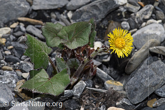 Foto: Huflattich (Tussilago farfara). Ganze Pflanze (Habitus).