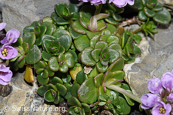 Foto: Kriechendes Täschelkraut (Thlaspi rotundifolium)