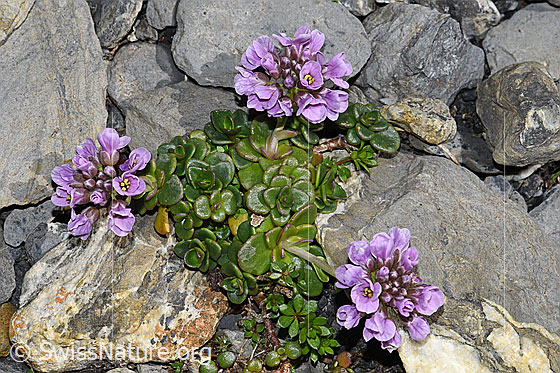 Foto: Kriechendes Täschelkraut (Thlaspi rotundifolium)